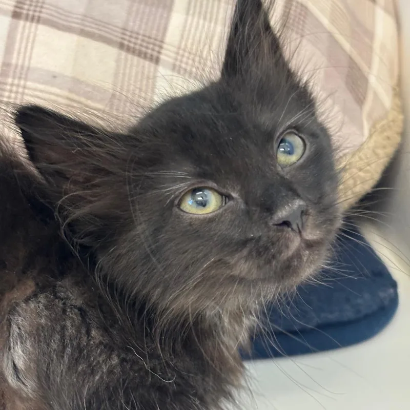 A baby small-sized female Black Domestic Short Hair cat named Hollyleaf for adoption in League City, TX