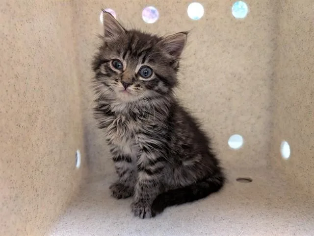 A baby small-sized female Domestic Medium Hair cat named A for adoption in Moreno Valley, CA