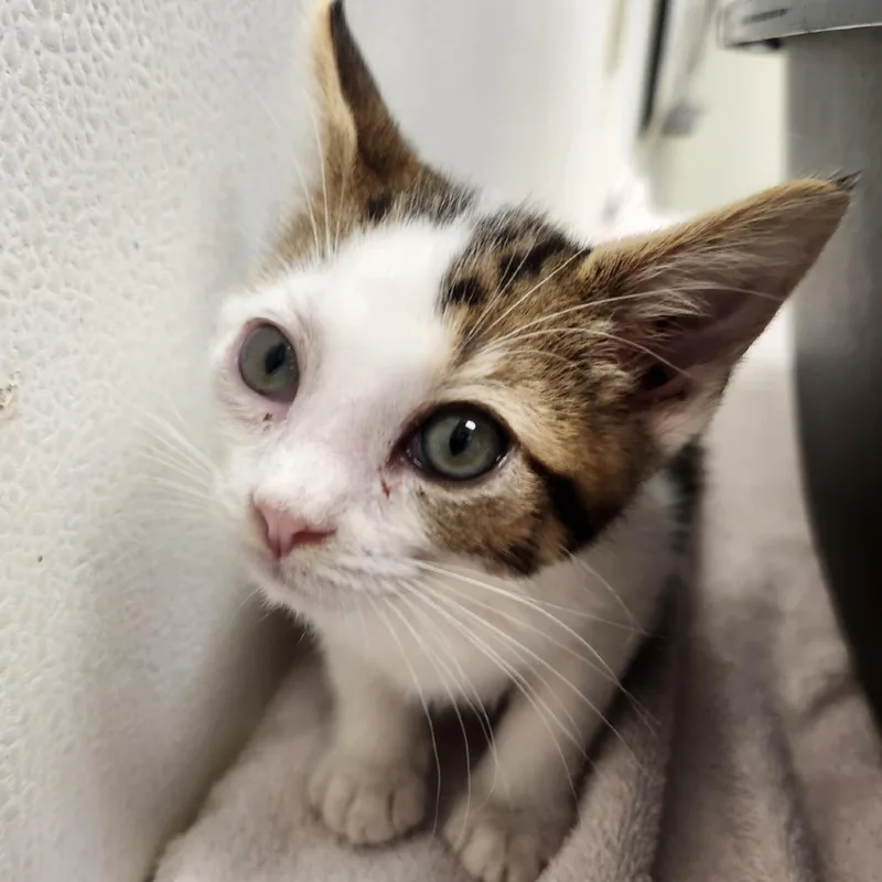 A baby small-sized female Black Domestic Short Hair cat named Ms Piggy for adoption in Oshkosh, WI
