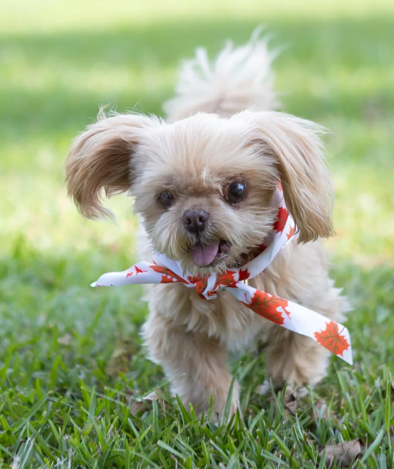 A senior small-sized female Pekingese dog named Gizzy for adoption in Zachary, LA