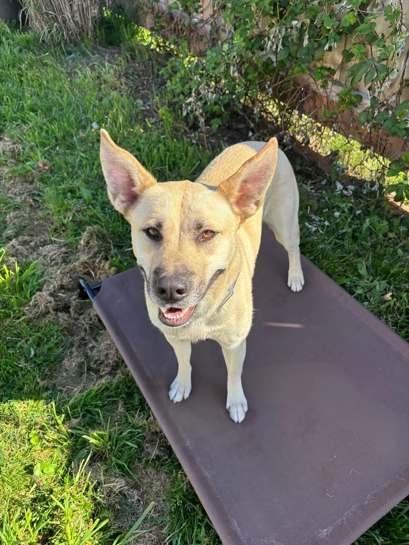 A young medium-sized male Shepherd dog named Monroe for adoption in santa monica, CA