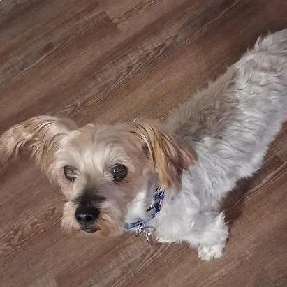 A senior small-sized female Shih Tzu dog named Ginger for adoption in Mesquite, NV