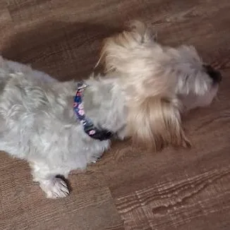Ginger thumbnail 3