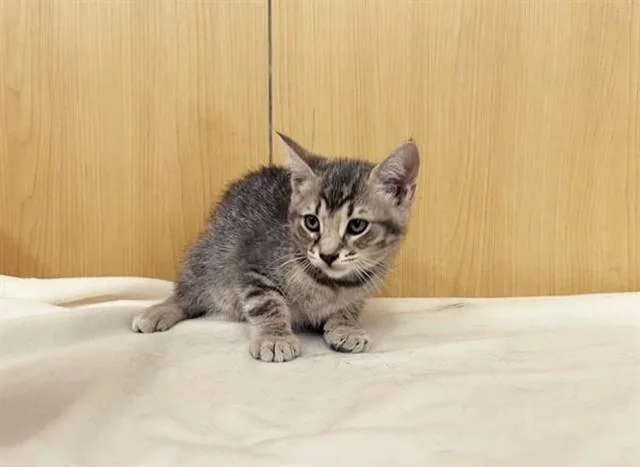 A baby small-sized male Domestic Medium Hair cat named Xavier for adoption in Saint Louis, MO