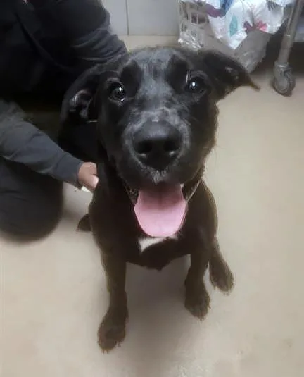 A young medium-sized male Black Mixed Breed dog named Cole for adoption in Nashville, TN
