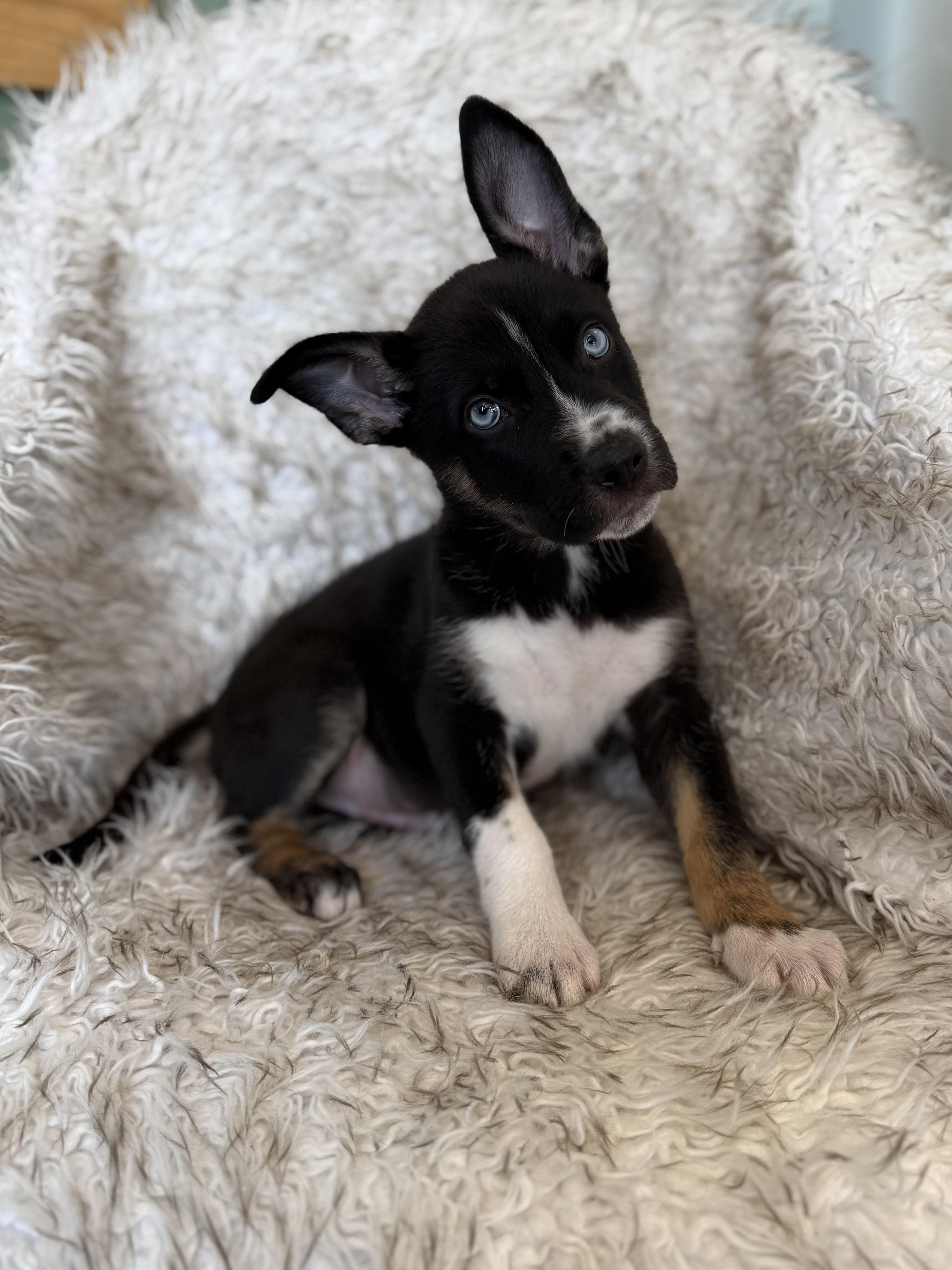 Zuko