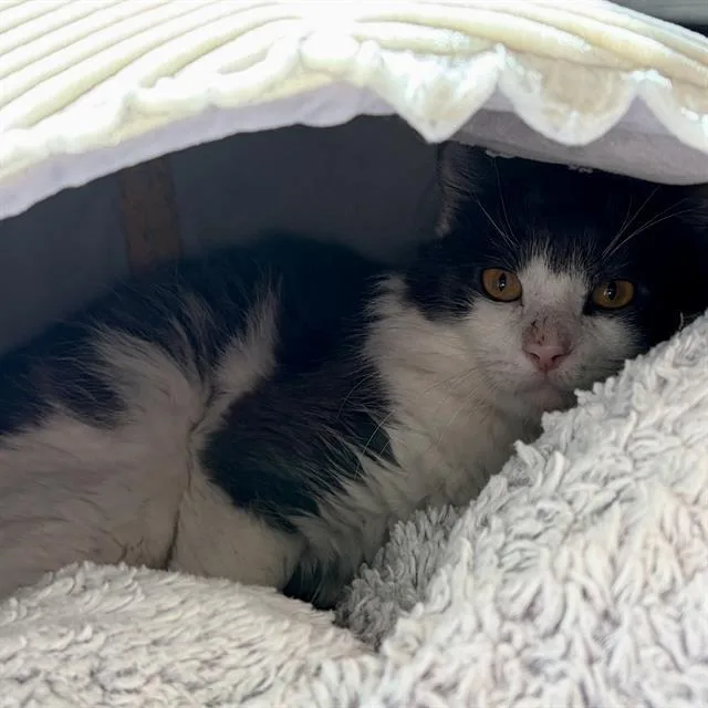 A young small-sized male Domestic Short Hair cat named Alex for adoption in Centerville, MA