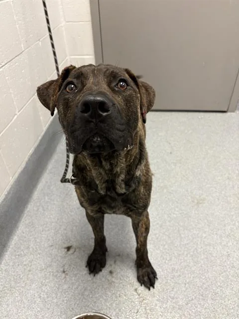A young large-sized male Pit Bull Terrier dog named Capone for adoption in Indianapolis, IN