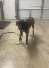 A baby large-sized male Mixed Breed dog named Ace for adoption in Largo, FL