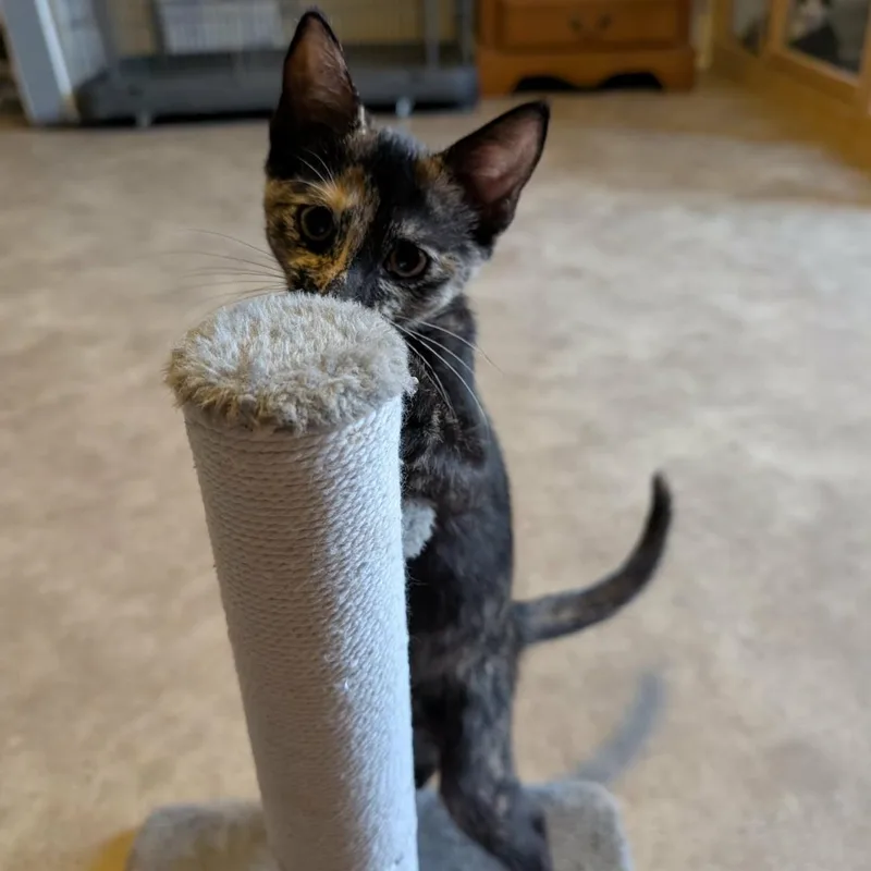 A baby medium-sized female Tortoiseshell cat named Giza for adoption in fennville, MI
