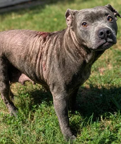A senior medium-sized female Gray / Blue / Silver Pit Bull Terrier dog named Selkie for adoption in Inverness, FL