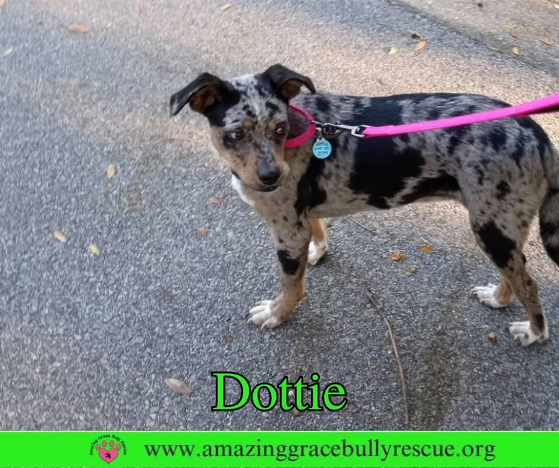 Dottie thumbnail 2