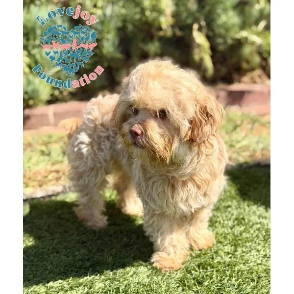 A baby small-sized male Yellow / Tan / Blond / Fawn Cockapoo dog named Koby for adoption in Inglewood, CA