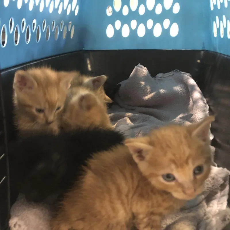 A baby small-sized male Orange / Red Domestic Short Hair cat named Peanut for adoption in Saint Louis, MO
