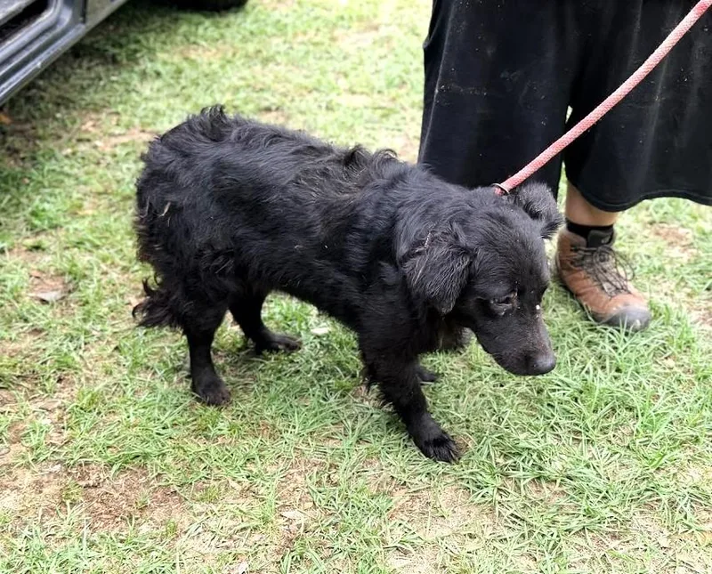 An adult medium-sized female Flat-Coated Retriever dog named Promise for adoption in Fosters, AL