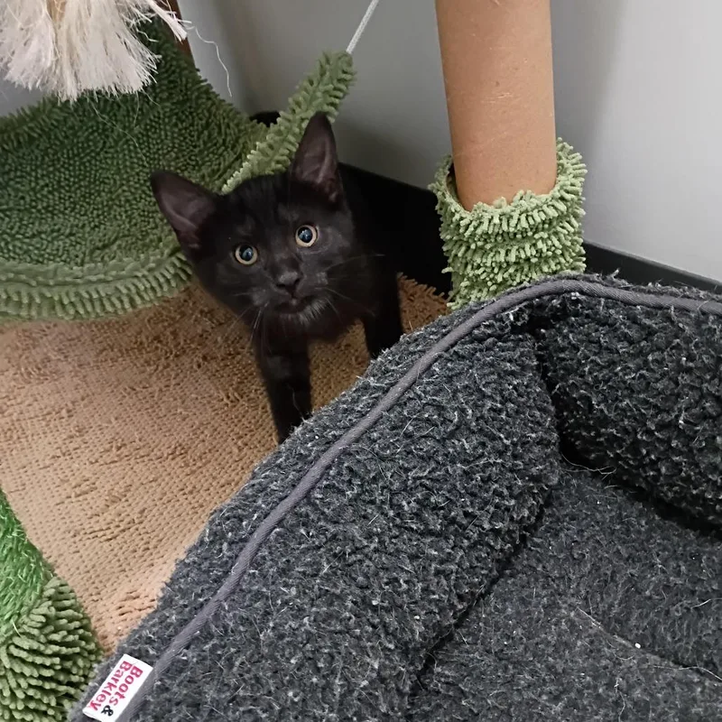 A baby small-sized male Domestic Short Hair cat named Cooper for adoption in Muncie, IN