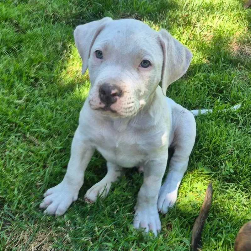 A baby medium-sized male White / Cream American Staffordshire Terrier dog named Spot for adoption in West Richland, WA