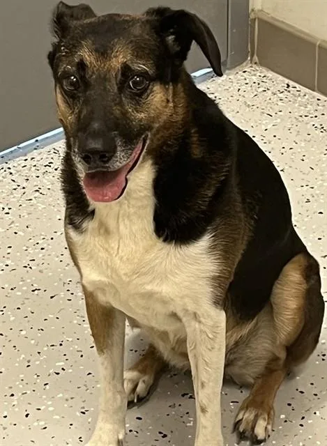 An adult medium-sized female German Shepherd Dog dog named Angel for adoption in Forney, TX