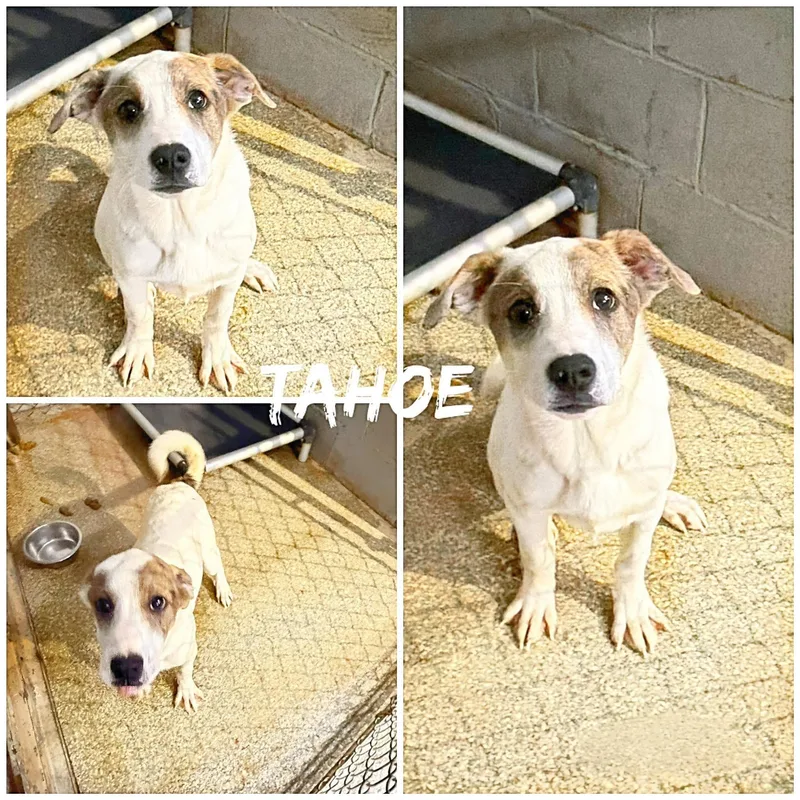 A young medium-sized male White / Cream Collie dog named Tahoe for adoption in Saint James, MO