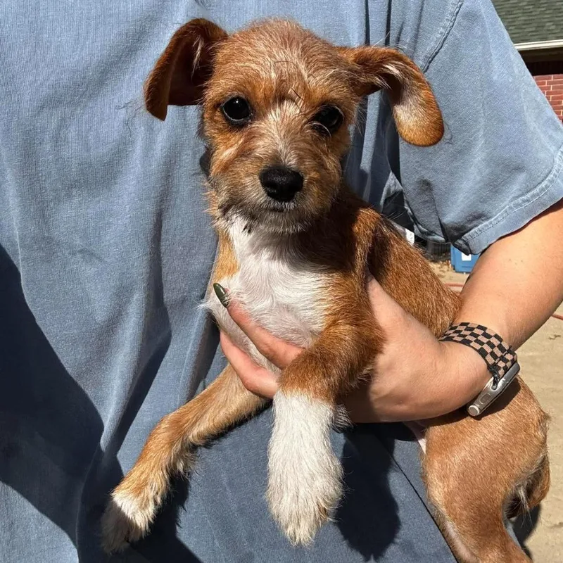 A baby small-sized female Brown / Chocolate Mixed Breed dog named Sabrina for adoption in Rockville, MD