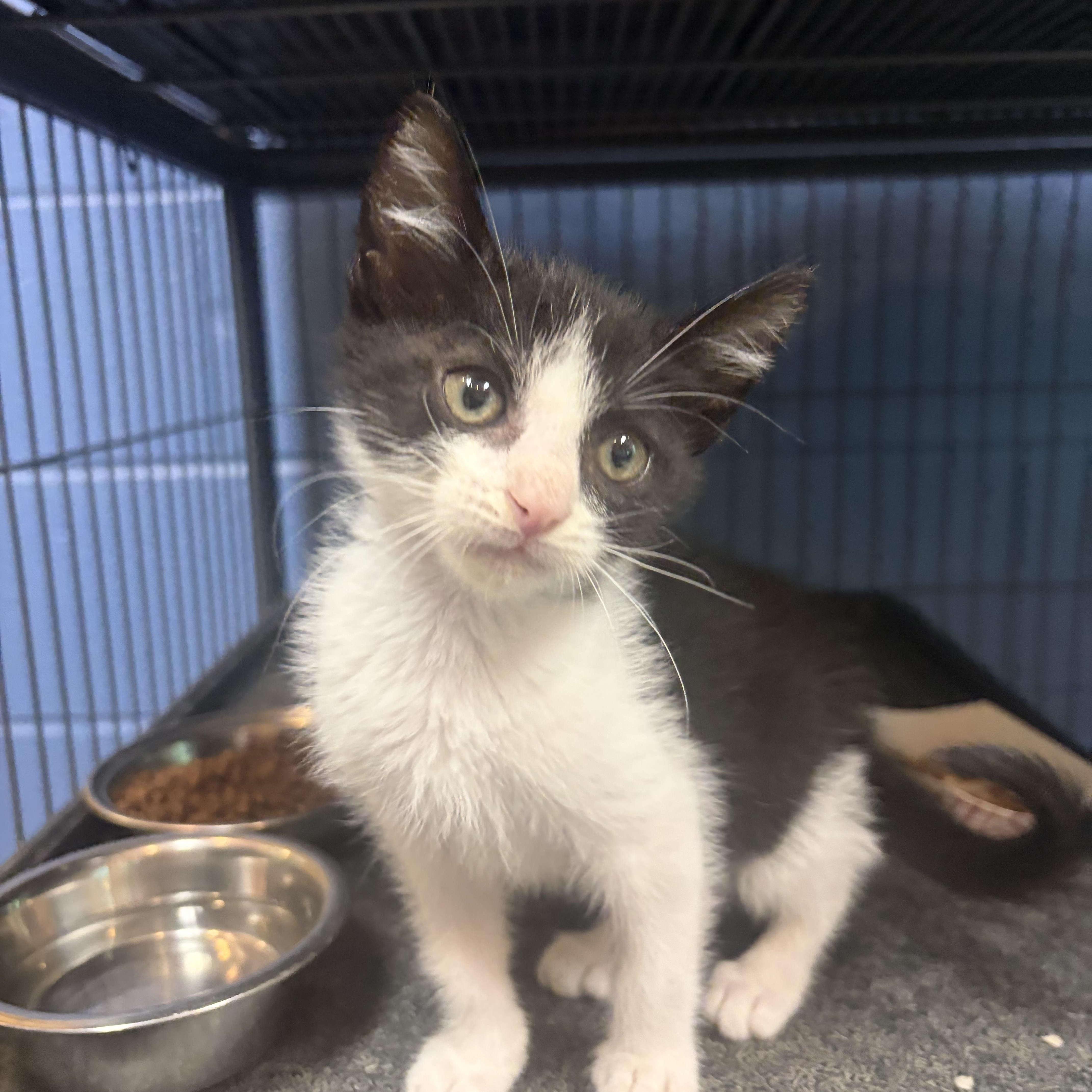 A baby medium-sized male Black Domestic Short Hair cat named Itsy for adoption in Charleston, SC
