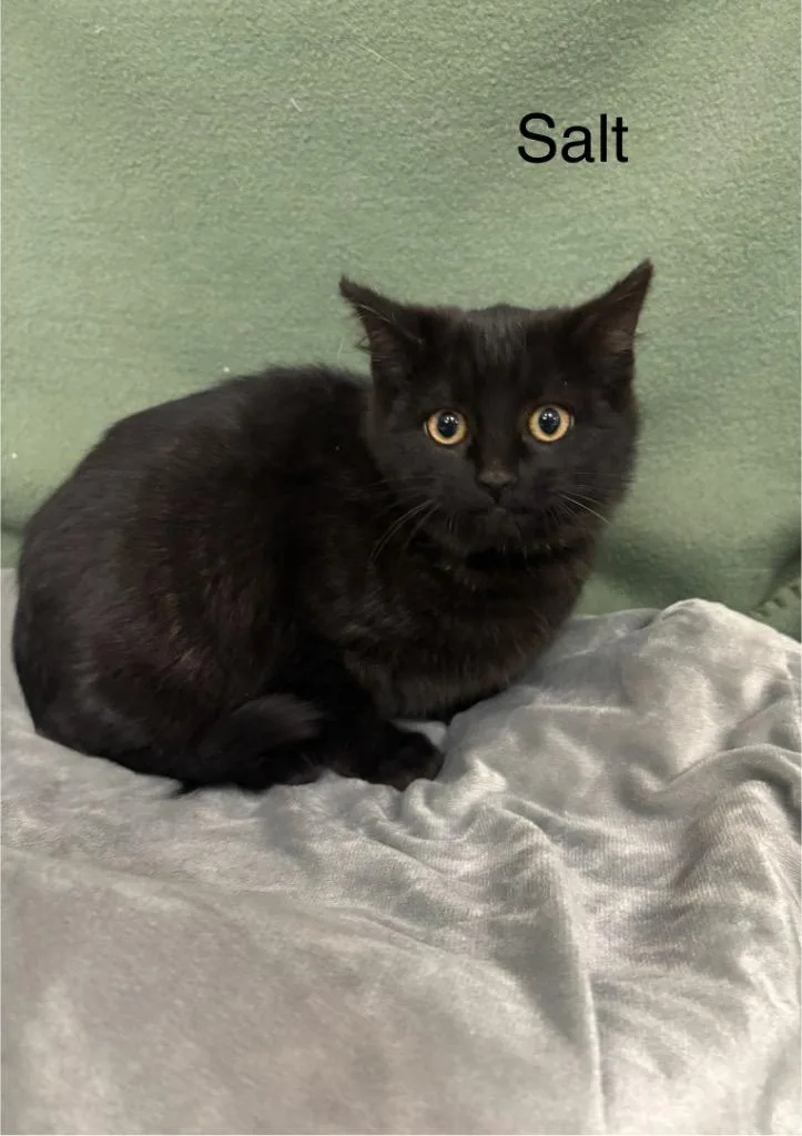 Salt  Paprika thumbnail 2