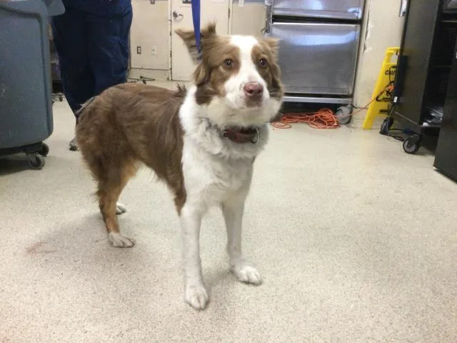 An adult medium-sized female Australian Shepherd dog named Cindy for adoption in Riverside, CA