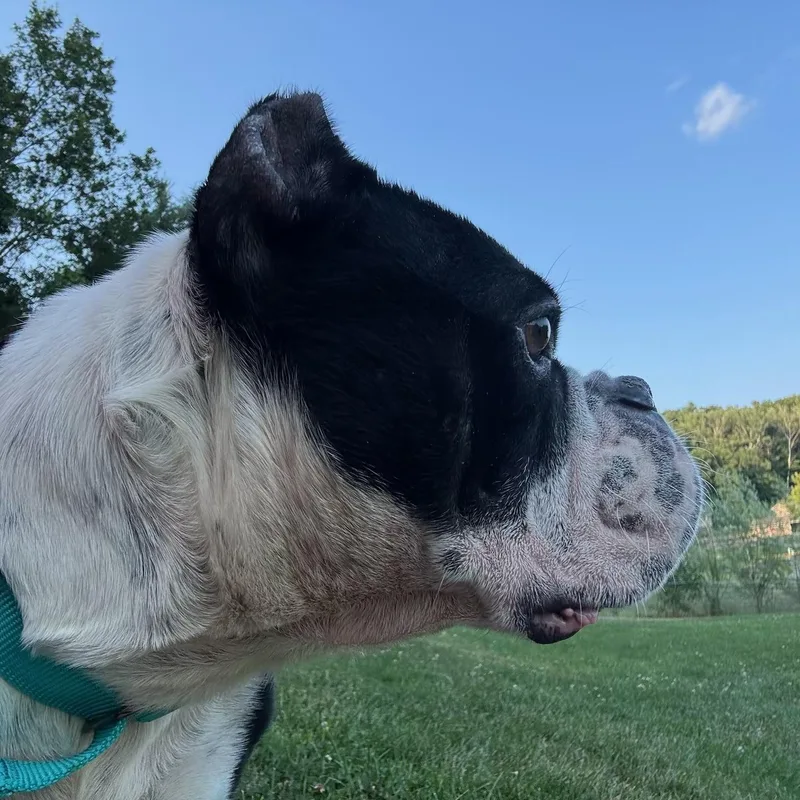 An adult medium-sized female Black American Bully dog named Shelby for adoption in North Freedom, WI