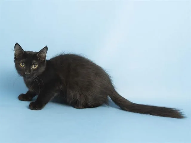 Milo