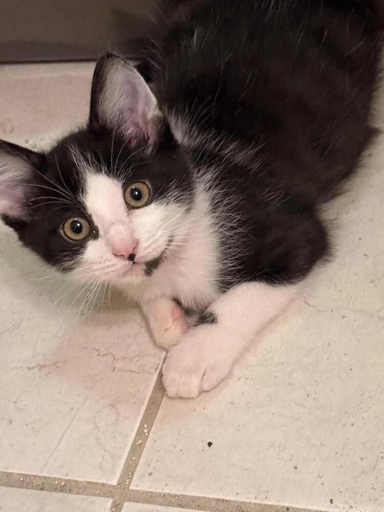 A baby small-sized male Black & White / Tuxedo Domestic Short Hair cat named Archie for adoption in Lancaster, CA