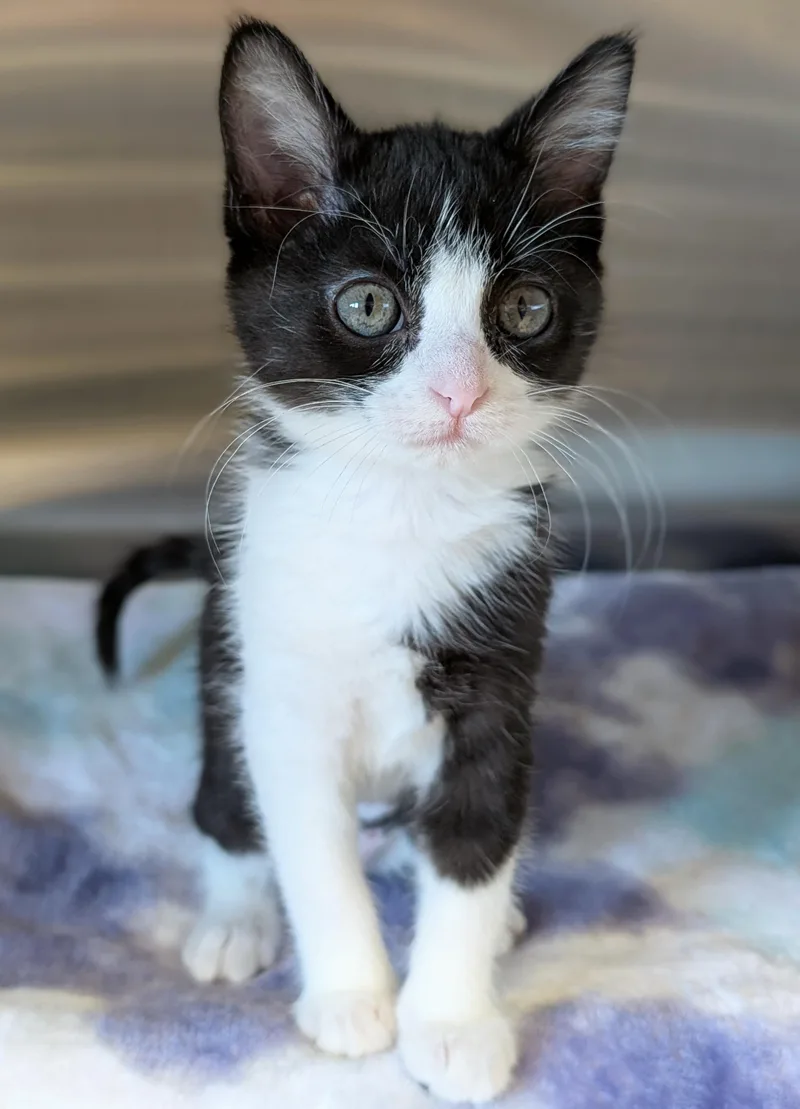 A baby medium-sized female Black & White / Tuxedo Domestic Short Hair cat named Suzie for adoption in Jefferson, WI