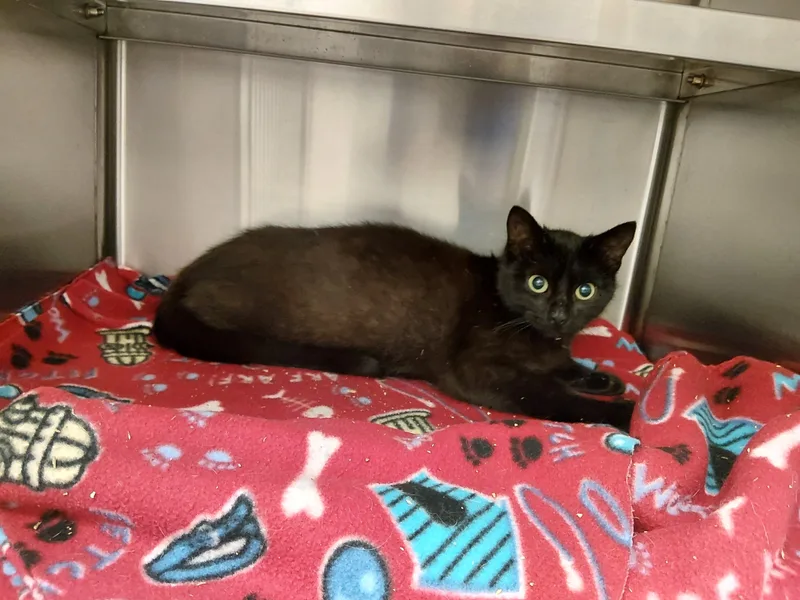 A young medium-sized female Black Domestic Short Hair cat named Pasilla for adoption in Liberty, MO