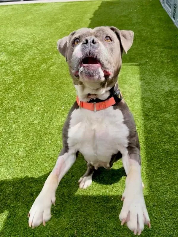 A senior medium-sized female Pit Bull Terrier dog named Baby Dee for adoption in Salt Lake City, UT