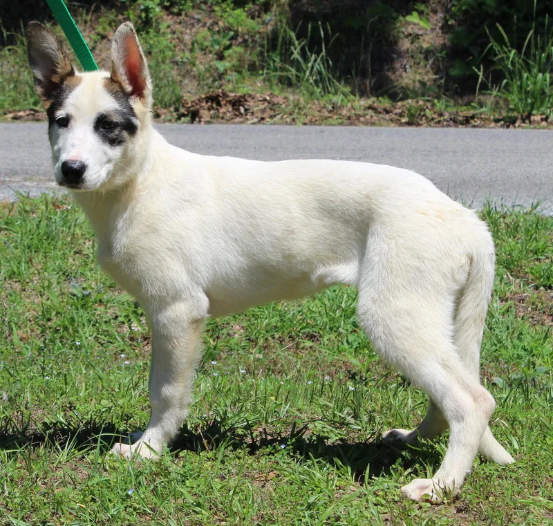 A young large-sized female Shepherd dog named Luna for adoption in Prattville, AL