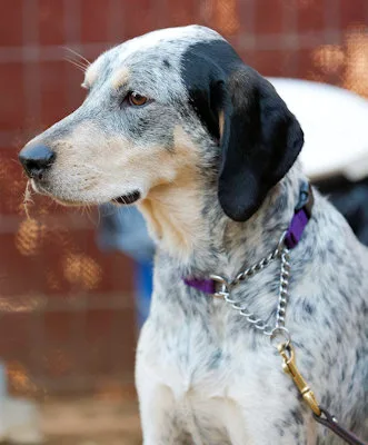 Malibu Barbie thumbnail 5