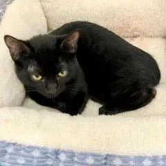 A baby medium-sized male Black Domestic Short Hair cat named Boomerang for adoption in Green Valley, AZ