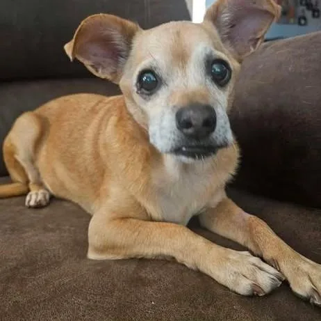A senior small-sized male Chihuahua dog named Chewey for adoption in Chino valley, AZ