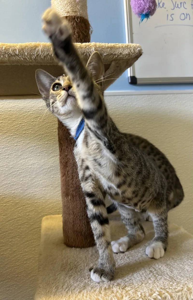 A baby small-sized male Domestic Short Hair cat named Loki for adoption in Steeleville, IL