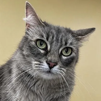 A young medium-sized female Domestic Medium Hair cat named Sicily for adoption in Burlington, WA