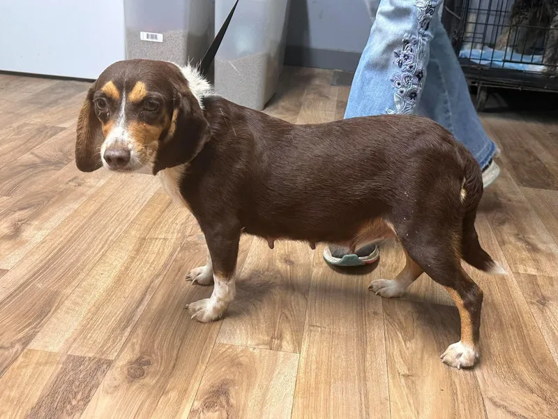 Brownie Sweet beagle girl thumbnail 2