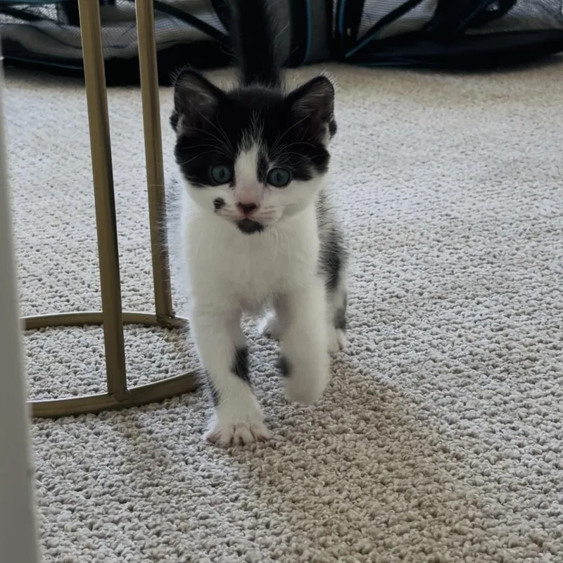 A baby medium-sized male Black & White / Tuxedo Domestic Medium Hair cat named Cookie Crumble & Cookie for adoption in Sacramento, CA