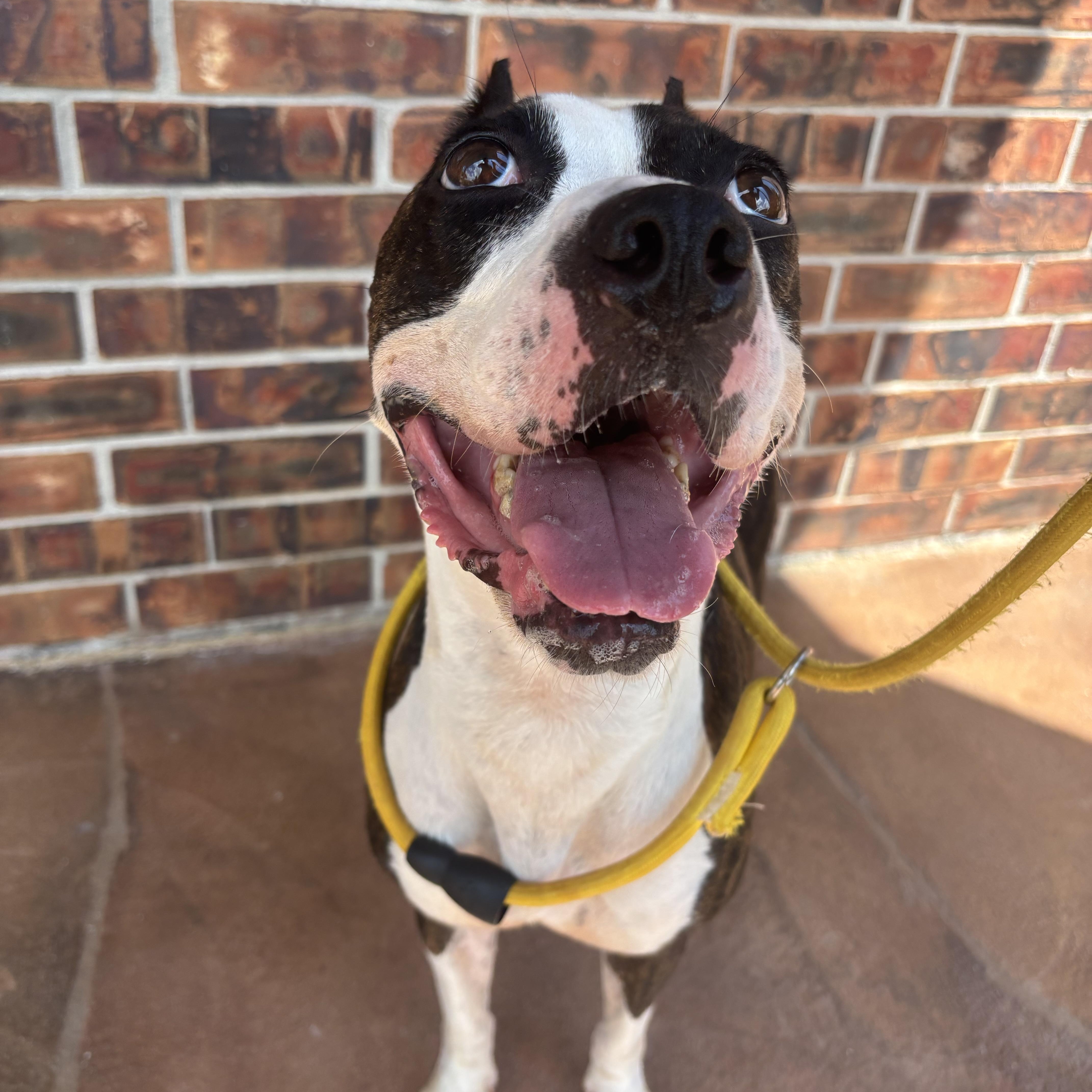Foxy thumbnail 4