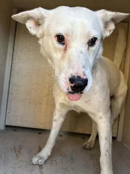 An adult large-sized male Shepherd dog named Steve for adoption in Victorville, CA