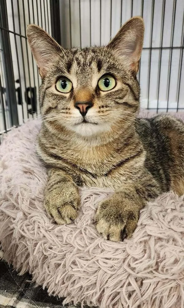 A young medium-sized male Tabby (Brown / Chocolate) Domestic Short Hair cat named Colonel Mustard for adoption in Clinton Township, MI
