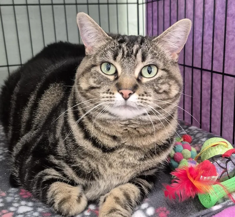 An adult large-sized female Domestic Short Hair cat named Essa for adoption in Wild Rose, WI