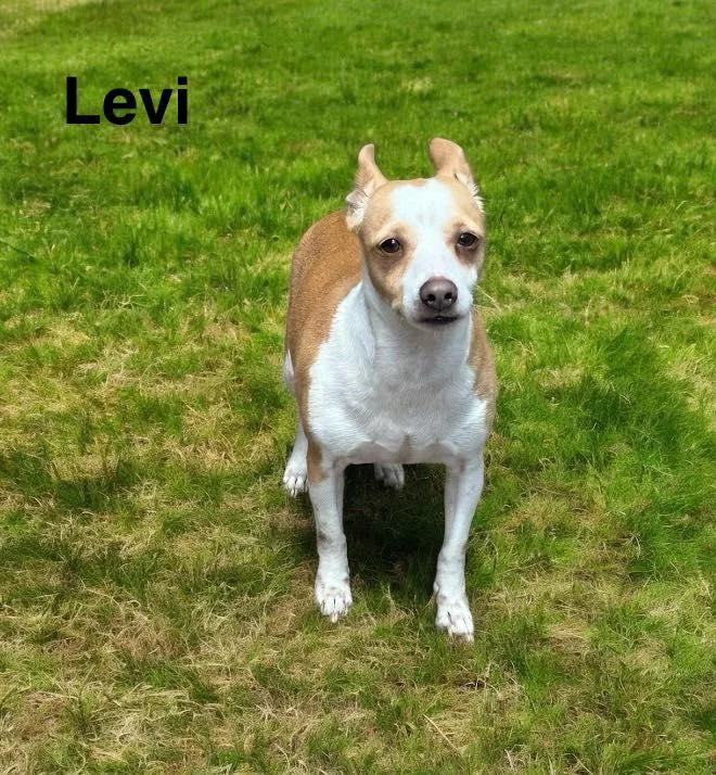 Levi