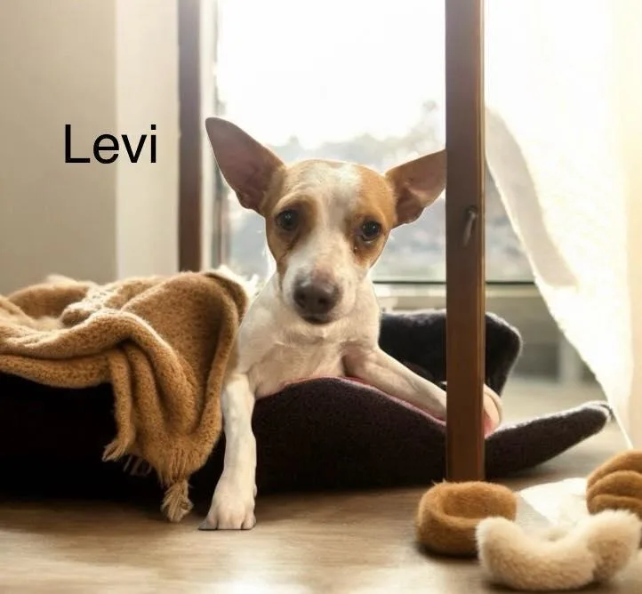 Levi thumbnail 2
