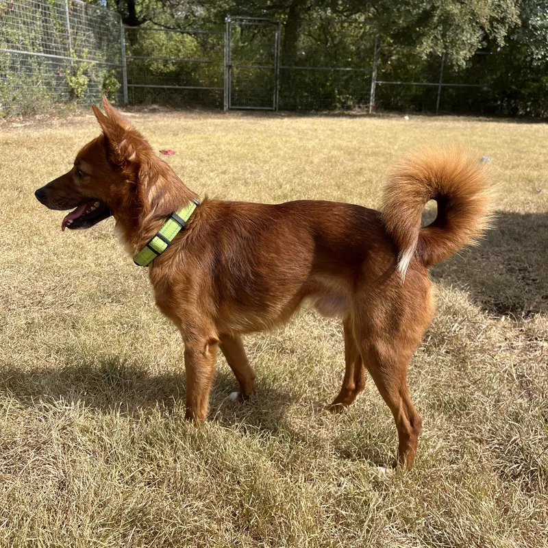 An adult small-sized male Red / Chestnut / Orange Finnish Spitz dog named Prince for adoption in Bulverde, TX