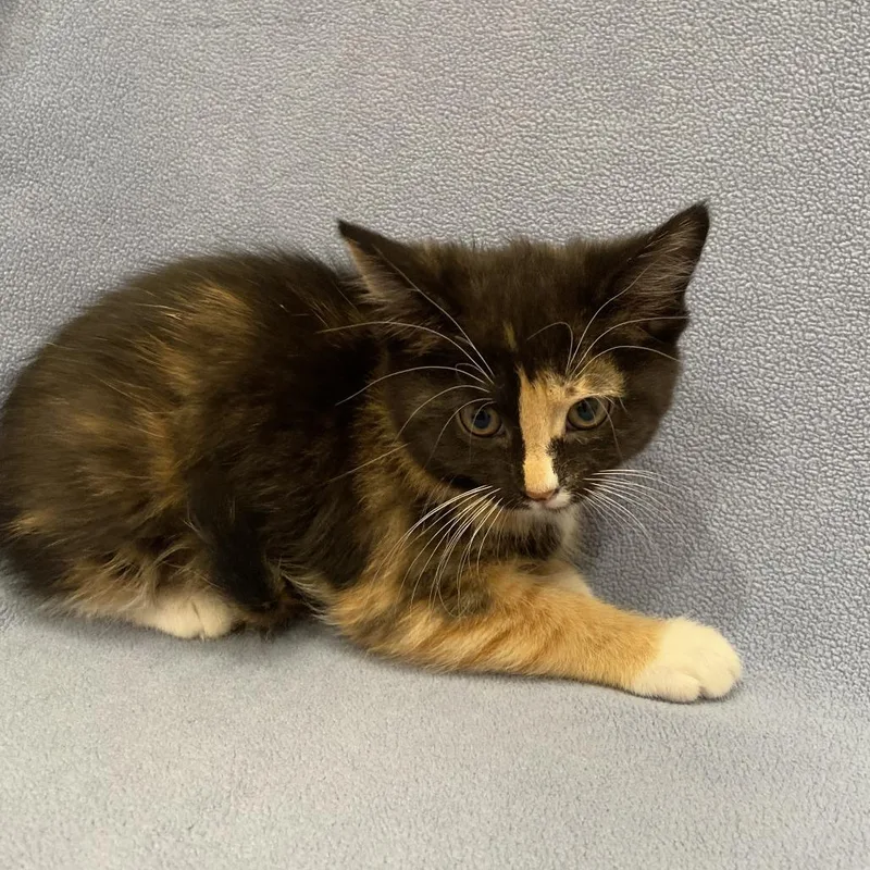 A baby small-sized female Calico Domestic Short Hair cat named Pass for adoption in Washington Township, OH