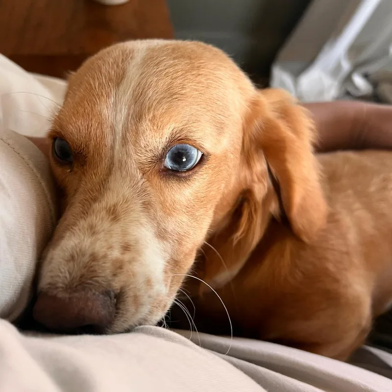 Lily